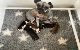 Miniature Schnauzer dogs for sale: MAC/BVA CLEAR - ONE GIRL WITH BLACK/RED COLOURING - Image 13