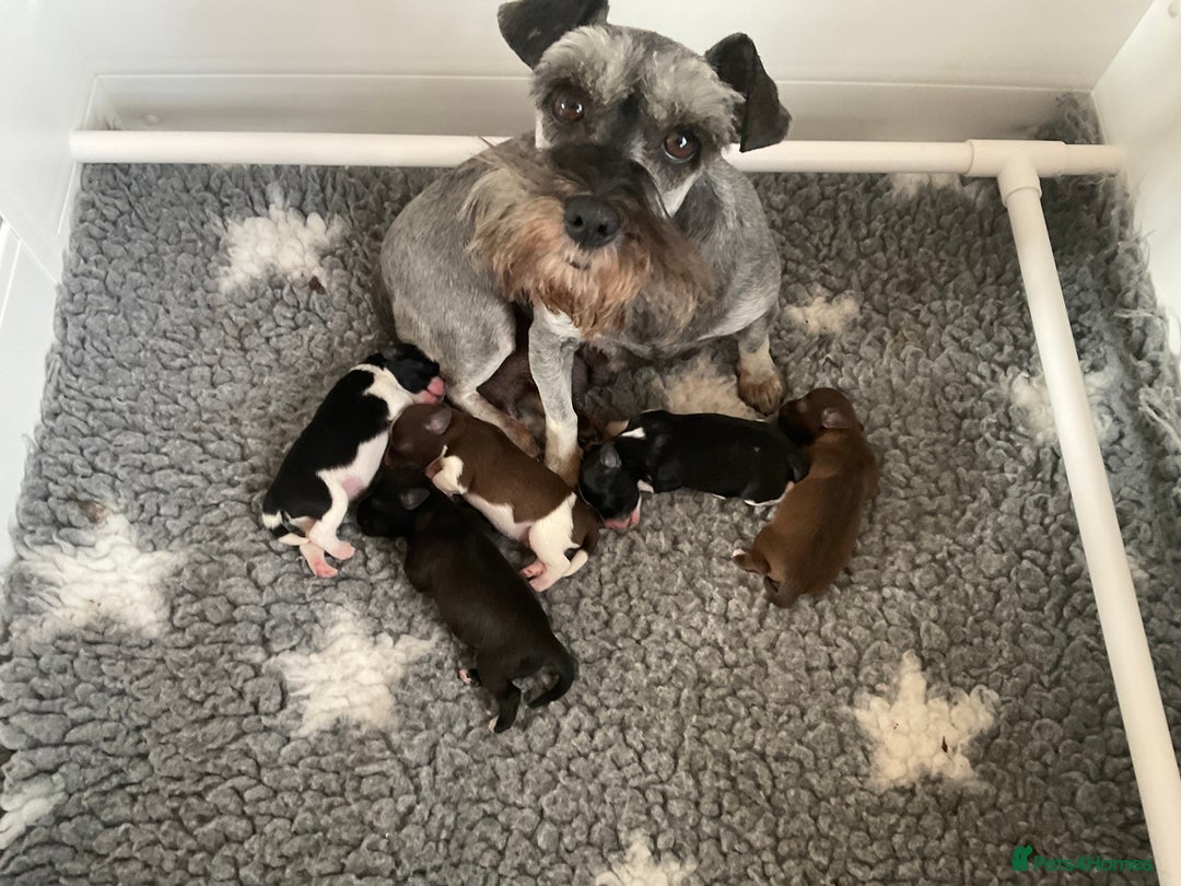Miniature Schnauzer dogs for sale: MAC/BVA CLEAR - ONE GIRL WITH BLACK/RED COLOURING - Image 13