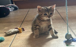Mixed Breed cats for sale: Beautiful tabby female kitten  - Image 2