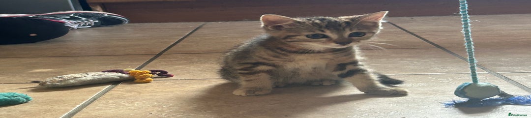 Mixed Breed Kitten 1