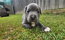 Staffordshire Bull Terrier dogs for sale: Affectionate perfect Blue staffy pups - Image 5