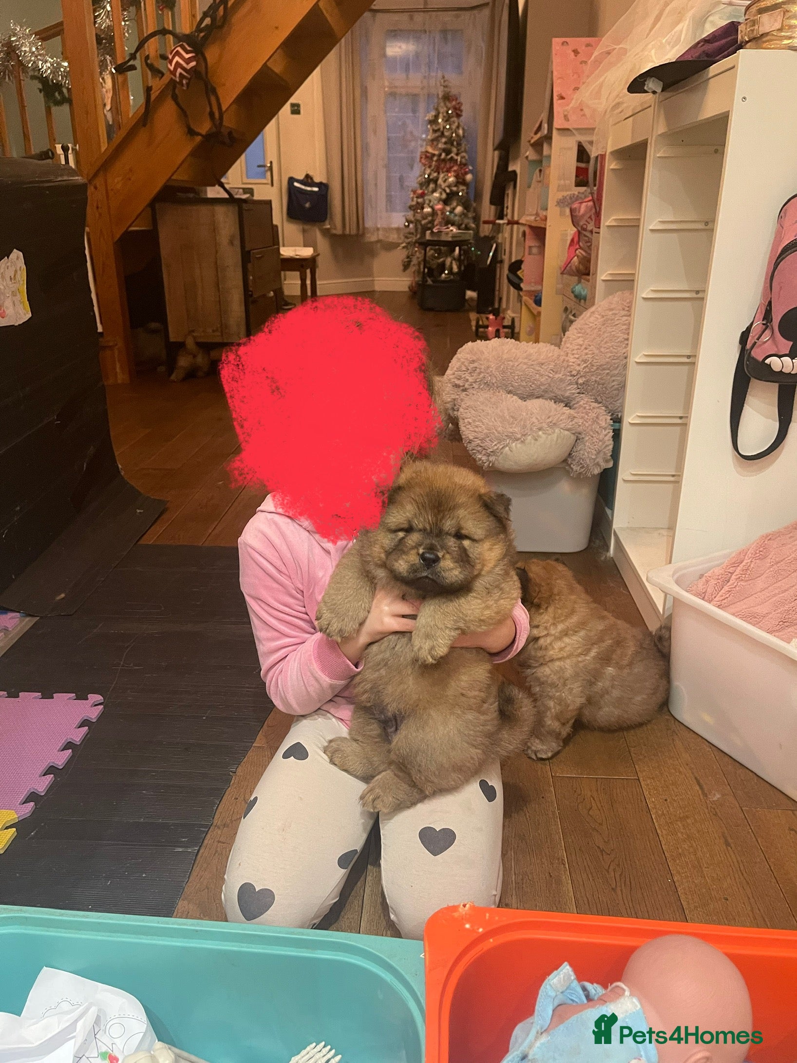 Chow Chow dogs  Chow chow  - Advert 1