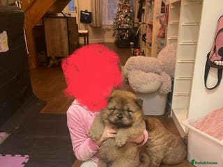 Chow Chow dogs Chow chow - Advert 12