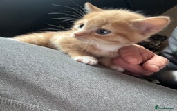 Mixed Breed cats for sale: Stunning litter of 4 - Image 17