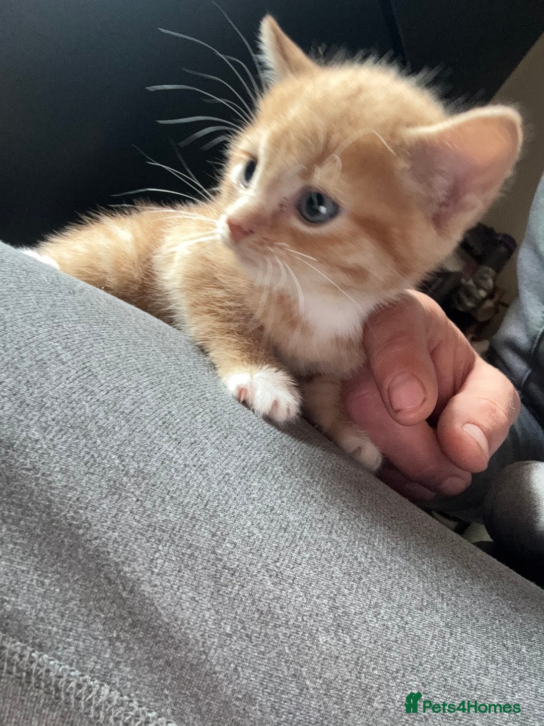 Mixed Breed cats for sale: Stunning litter of 4 - Image 17