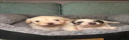 Mixed Breed dogs for sale: Cute Shichon x Chihuahua Puppies Available - Advert 14