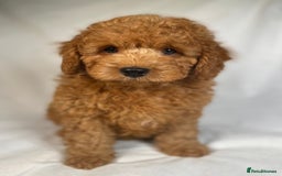 Cavapoo dogs for sale: F1B Cavapoo health tested boutique breeder - Image 16