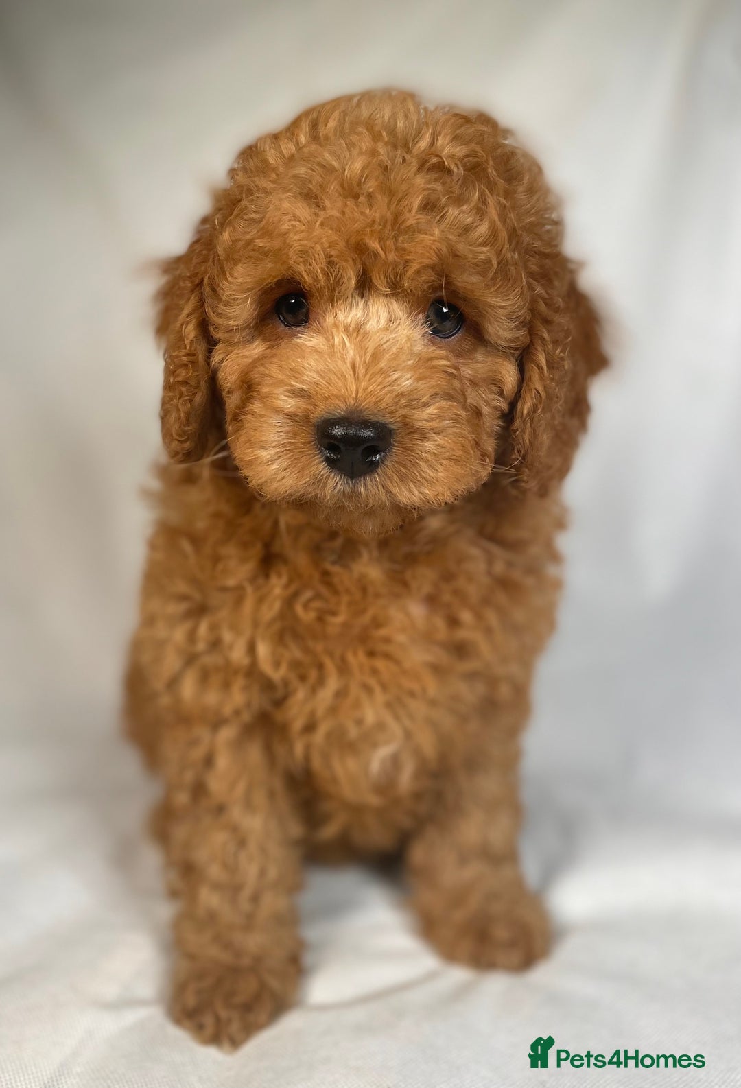 Cavapoo dogs for sale: F1B Cavapoo health tested boutique breeder - Image 16