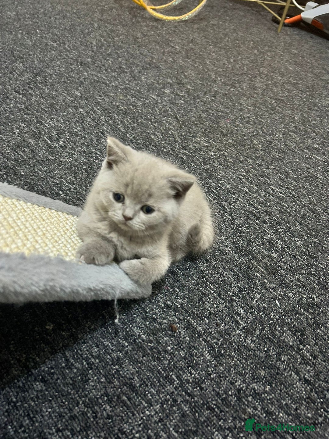 British Shorthair cats for sale: Stunning British Shorthair Lilac are available  - Advert 23