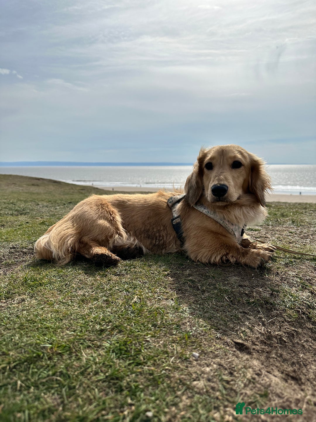 Miniature Dachshund dogs for stud: miniature longhaired dachshund for stud  in Newport - Advert 8