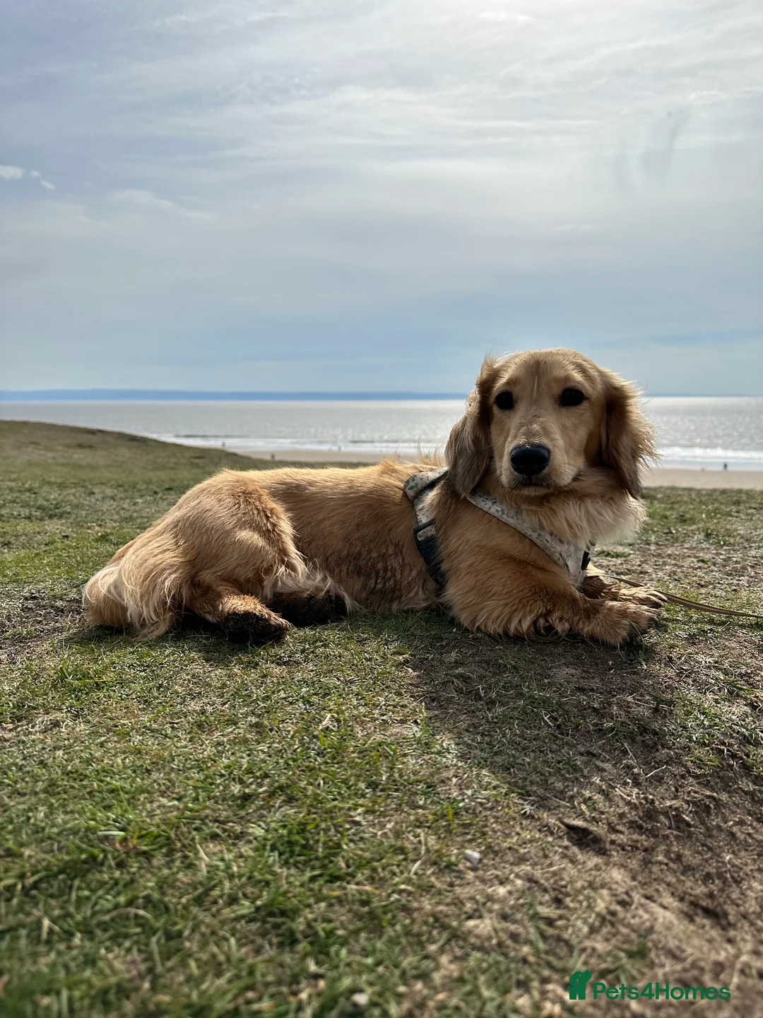 Miniature Dachshund dogs for stud: miniature longhaired dachshund for stud  - Advert 5