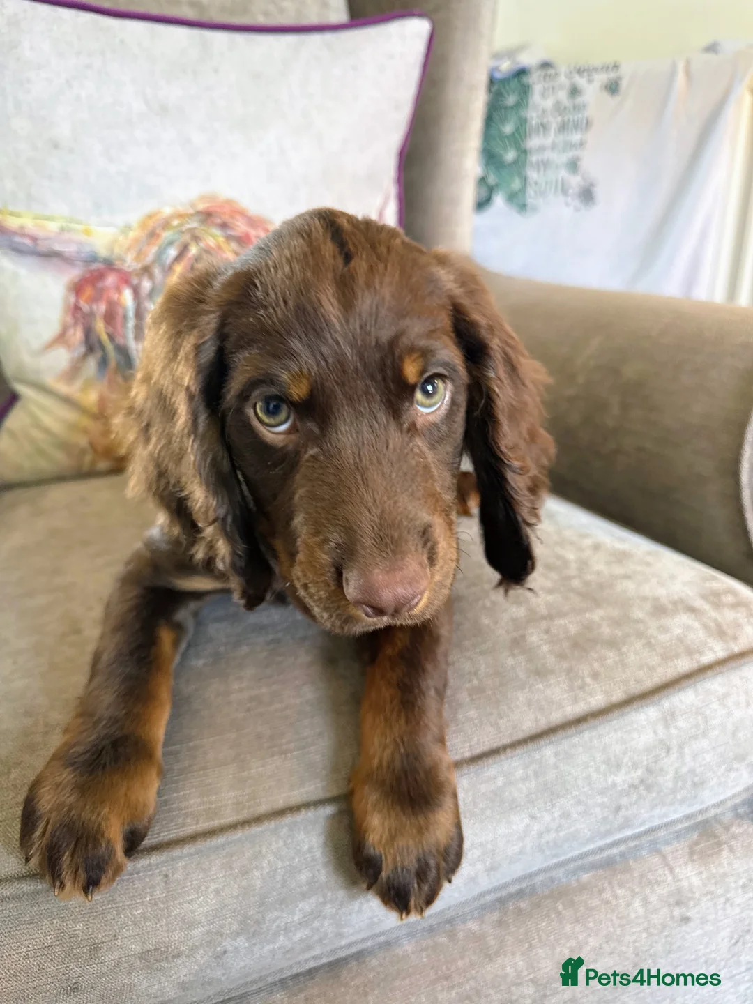 Cocker Spaniel dogs for sale: Male cocker spaniel pup  - Advert 1