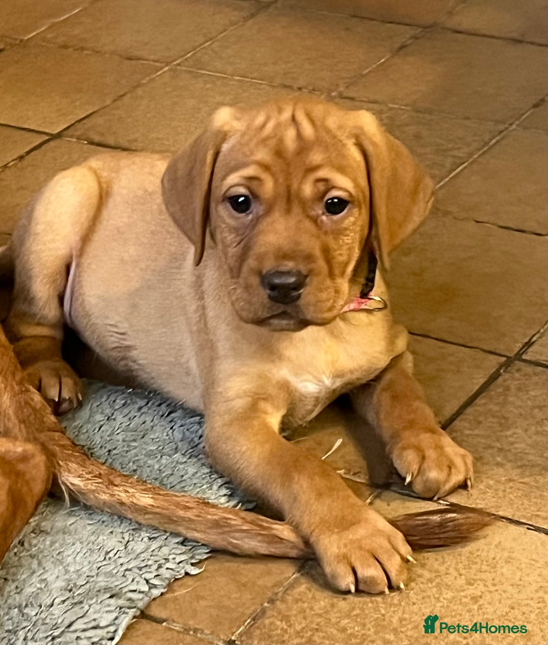 Mixed Breed dogs for sale: HUNGARIAN VIZSLA x FOX RED LABRADOR  - Advert 3