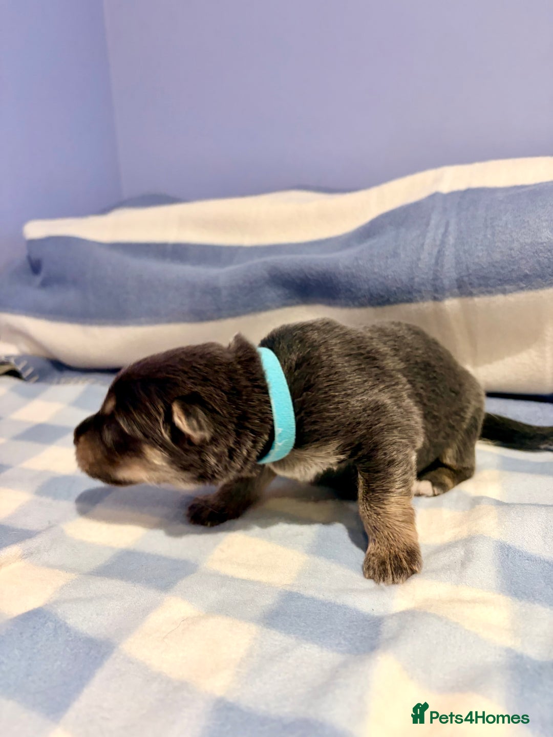 German Shepherd dogs for sale: 🐶 Beautiful KC Registered Puppies Available 🐶 - Advert 6