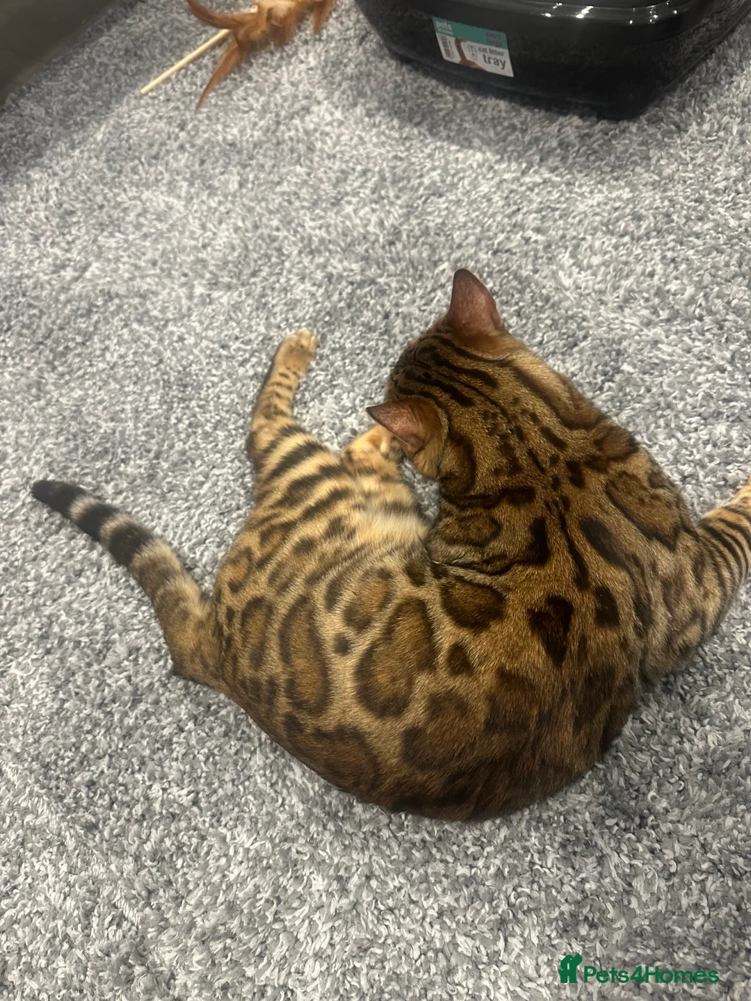 Bengal cats for sale: Pure bred Bengal TICA registered in Hoddesdon - Advert 8