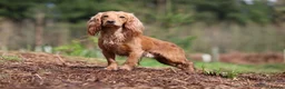 Cocker Spaniel dogs for stud: Fully health tested Golden cocker spaniel in Crediton - Advert 5
