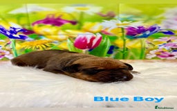 Rhodesian Ridgeback dogs for sale: Outstanding Rhodesian Ridgeback Puppies 🦁 - Image 3