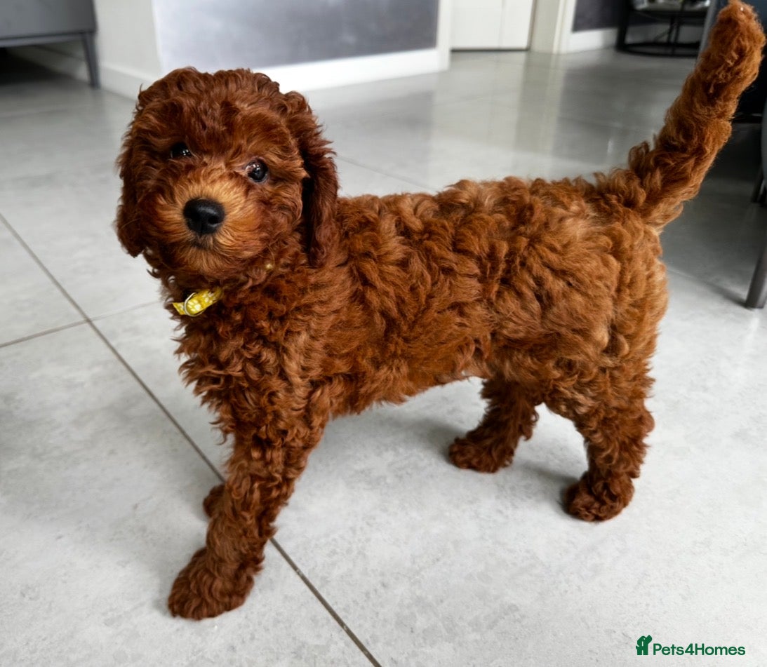 Mini Goldendoodle dogs Miniature Goldendoodle Deep Red - Advert 11