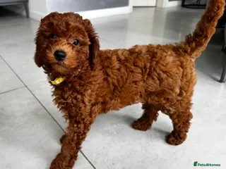 Mini Goldendoodle dogs Miniature Goldendoodle Deep Red - Advert 7