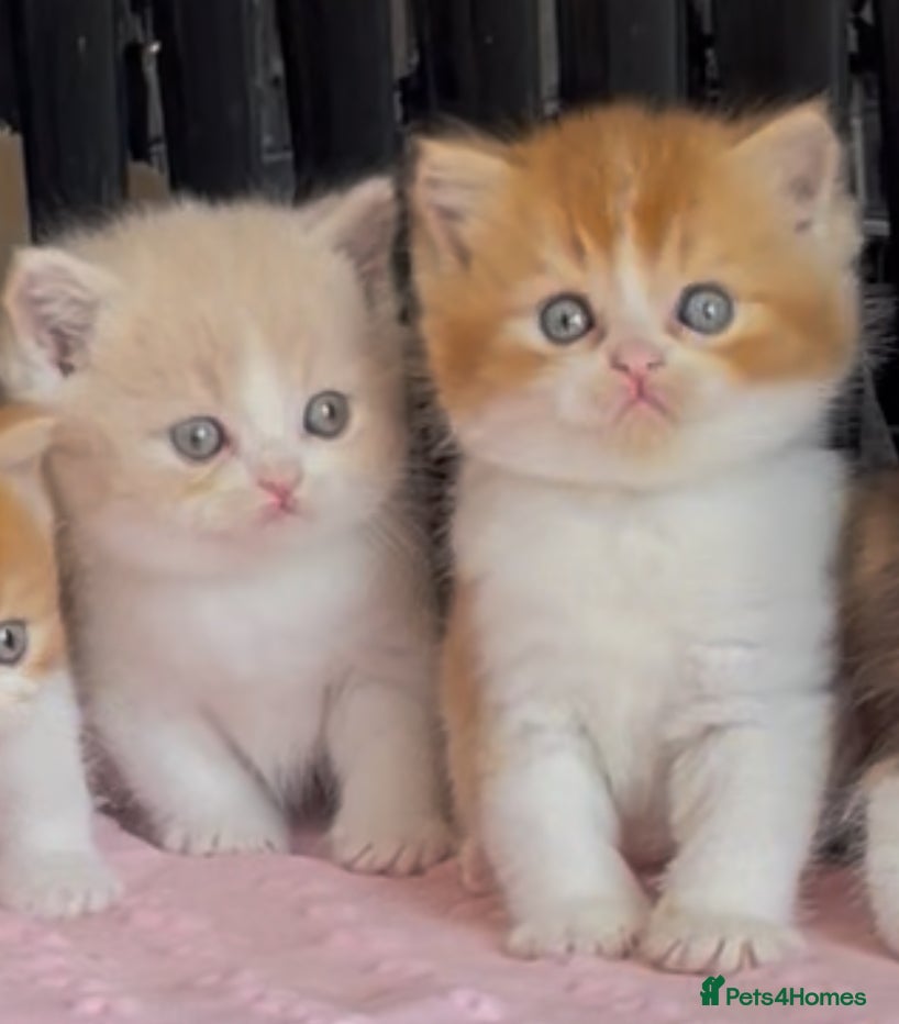 British Shorthair cats Last two Beautiful BSH boys for sale  - Advert 2