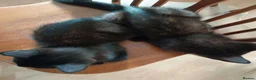 Mixed Breed cats for sale: Beautiful Kittens looking for a new home!!! - Advert 4