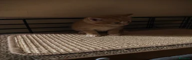 Mixed Breed Kitten 1