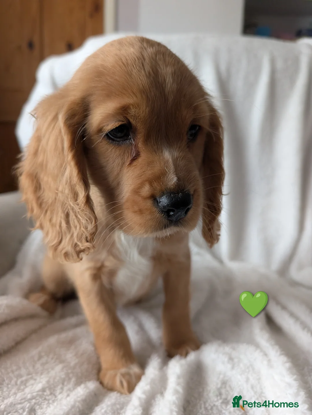 Cocker Spaniel dogs for sale: Cockerspaniel puppies ready soon! - Advert 14
