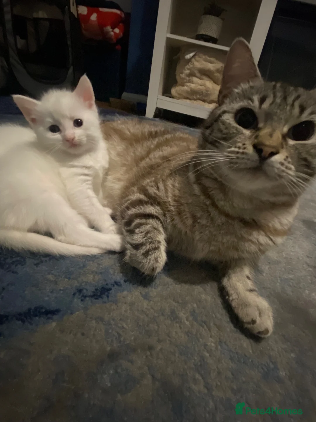 Khao Manee cats for sale: Gorgeous khao manee kitten - Advert 14