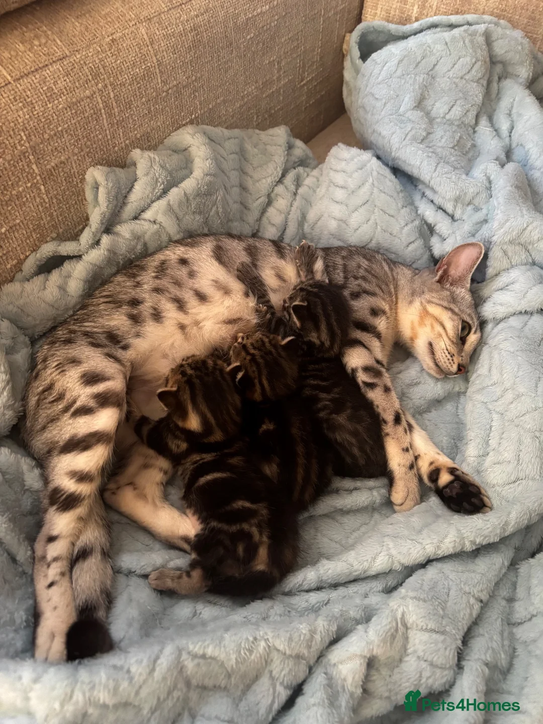 Bengal cats for sale: Grey Male Bengal - Advert 2