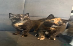 Mixed Breed cats for sale: Beautiful Kittens For sale  - Image 6
