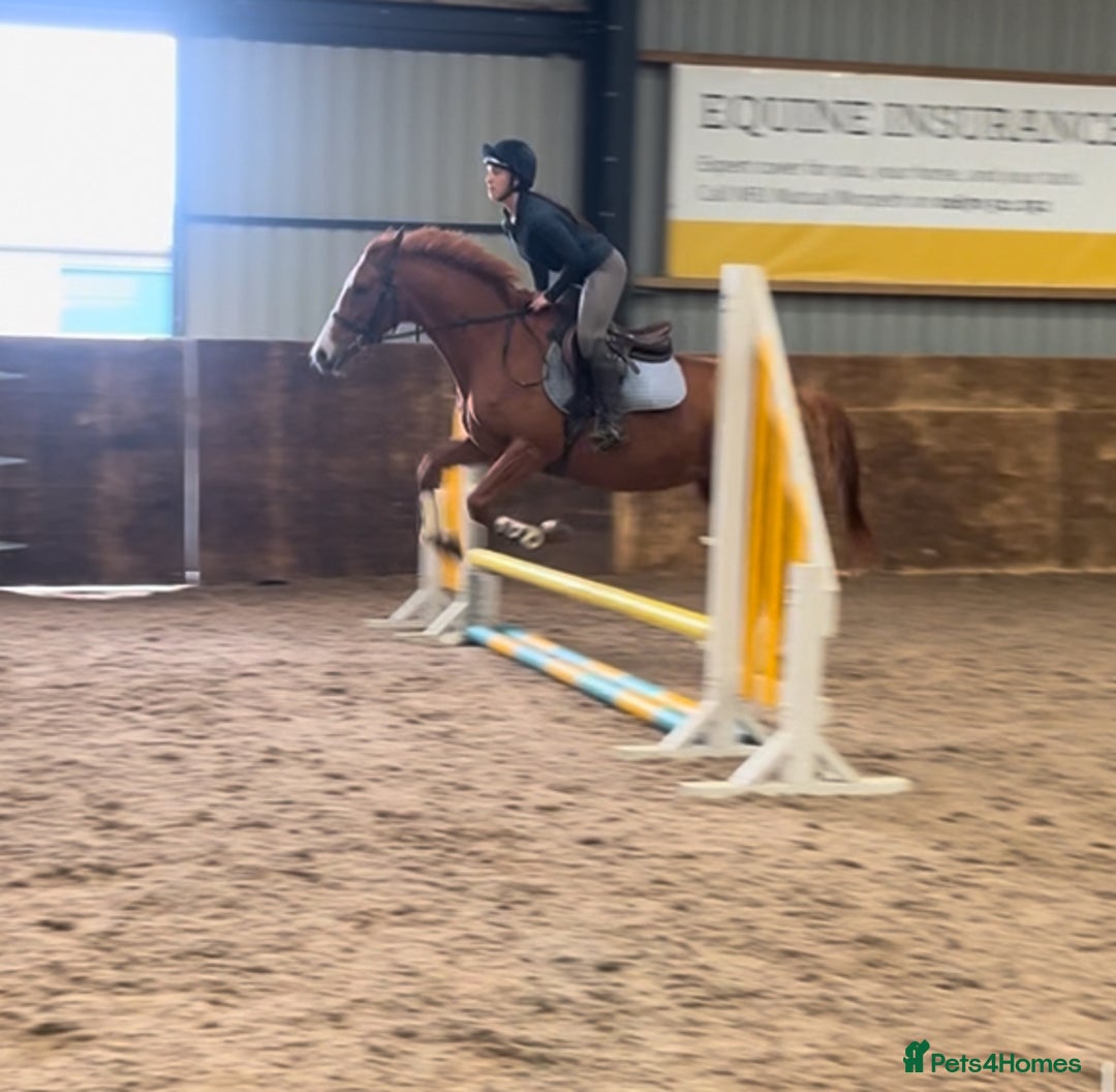 Other Breed horses for sale: 4yo Mare - 15.1hh - Safe, Sane & Sweet  - Image 4