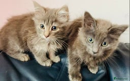 Mixed Breed cats for sale: An absolute gorgeous litter of Maine coon kittens - Image 1