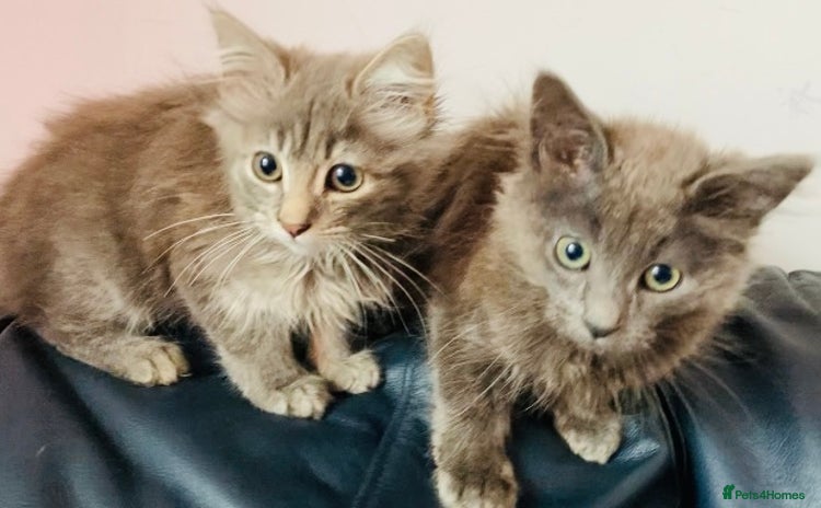 Mixed Breed cats - Advert 3
