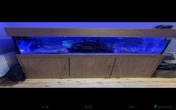 Cichlids fish for sale: Professional tropical aquarium set up - Image 6