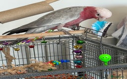 Cockatoo birds for sale: Floyd the Galah - Image 10
