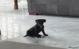 Staffordshire Bull Terrier dogs for sale: KC Reg Staffordshire Bull Terrier Puppy 5th Gen - Image 3