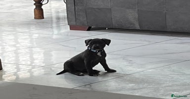 Staffordshire Bull Terrier dogs - Advert 16