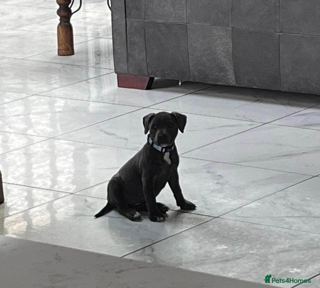 Staffordshire Bull Terrier dogs for sale: KC Reg Staffordshire Bull Terrier Puppy 5th Gen - Image 3