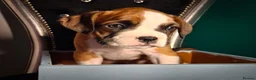 Mixed Breed dogs for sale: 7 Boxer puppys for sale  - Advert 8