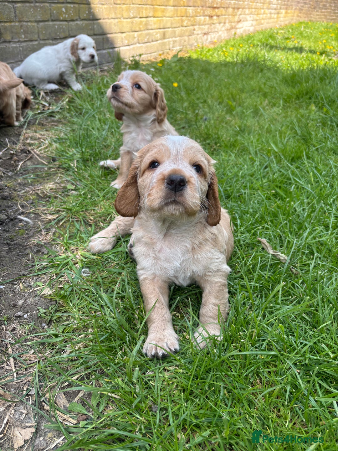 Mixed Breed dogs for sale: Clumber x Cocker Puppies  in Warminster - Image 6