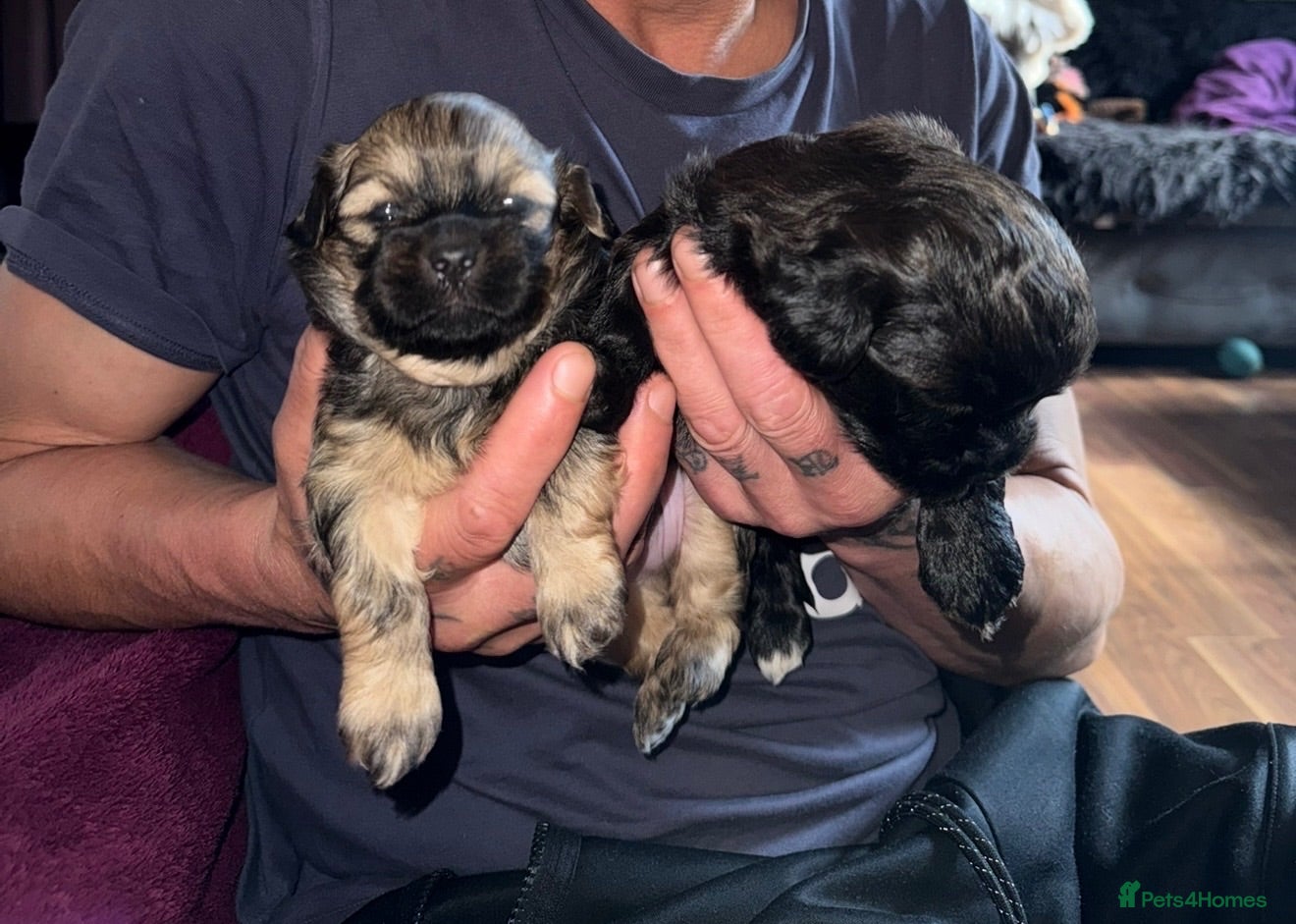Lhasa Apso dogs Puppies lhasa appso - Advert 2