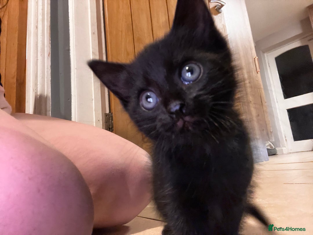 Domestic Shorthair cats for sale: 2 kittens for sale  - Image 1