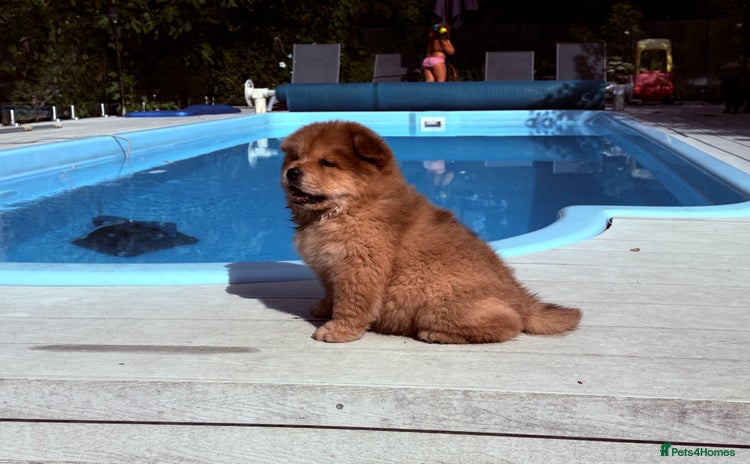 Chow Chow dogs - Advert 5