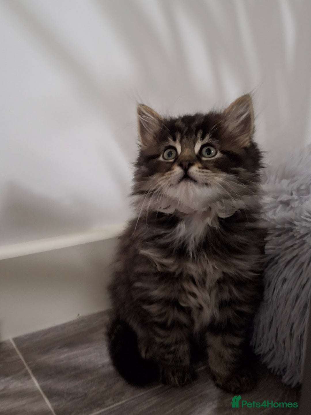 Maine Coon cats for sale: Absolutely Stunning Part Maine Coon Kittens - Advert 13