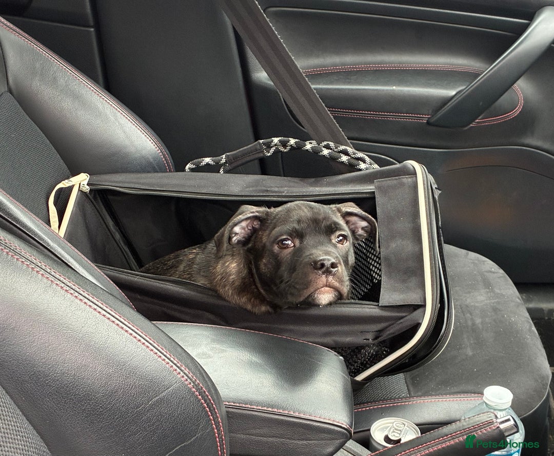 Staffordshire Bull Terrier dogs for sale: Champion bloodlines Kc mother puppy - Advert 5