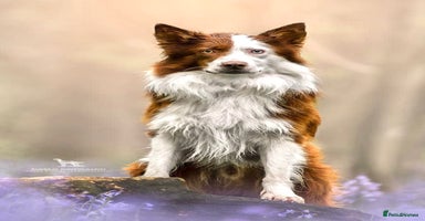 Border Collie dogs - Advert 4