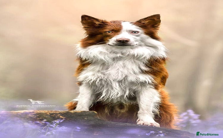Border Collie dogs - Advert 7