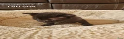 Domestic Shorthair cats for sale: 5  Beautiful Domestic Shorthair Tabby Kittens  - Advert 32