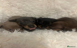 Miniature Dachshund dogs for sale: miniature dachshund puppies - Image 11