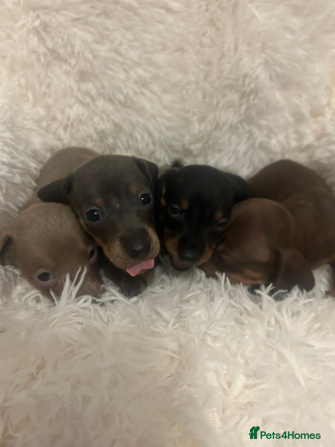 Miniature Dachshund dogs for sale: miniature dachshund puppies - Image 11
